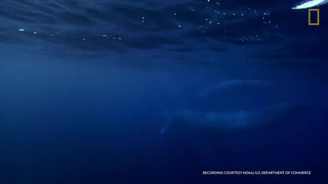Magnificent Blue Whales: Exploring the World's Largest Creatures !