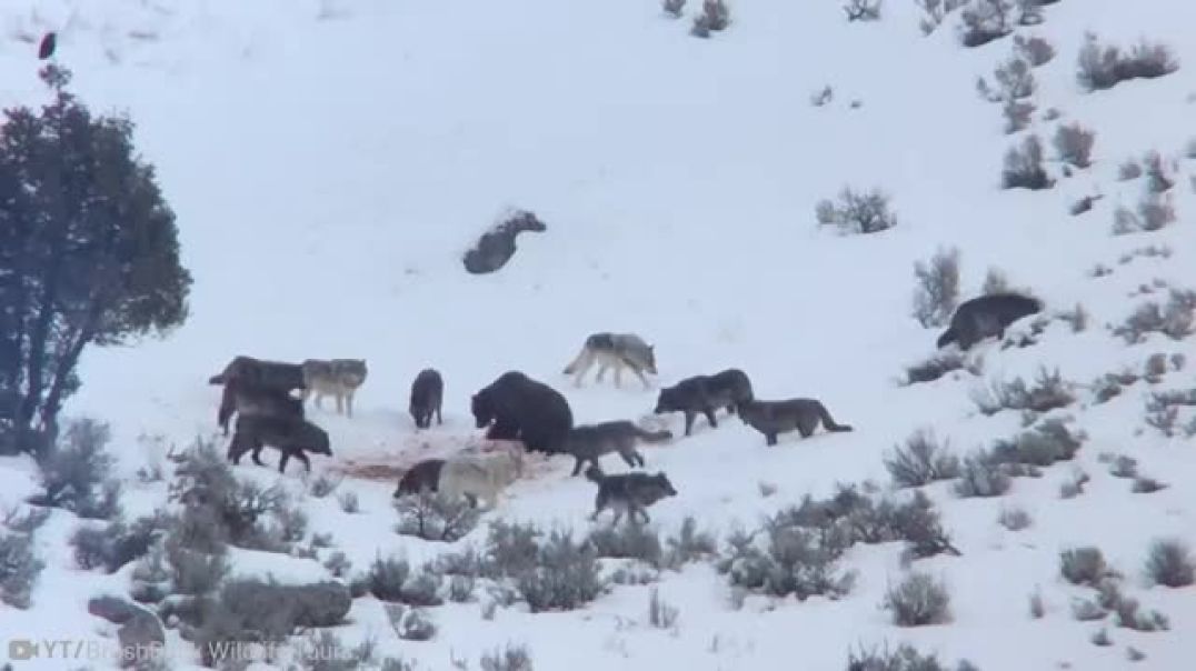 Fierce Rivals of the Wild: The Intricate Animosity Between Bears and Brutal Wolves !