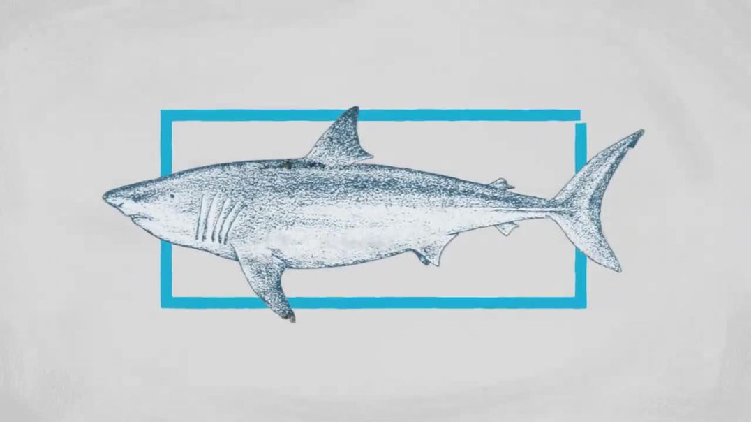 Unveiling the Mystery: Why Great White Sharks Aren't in Aquariums !