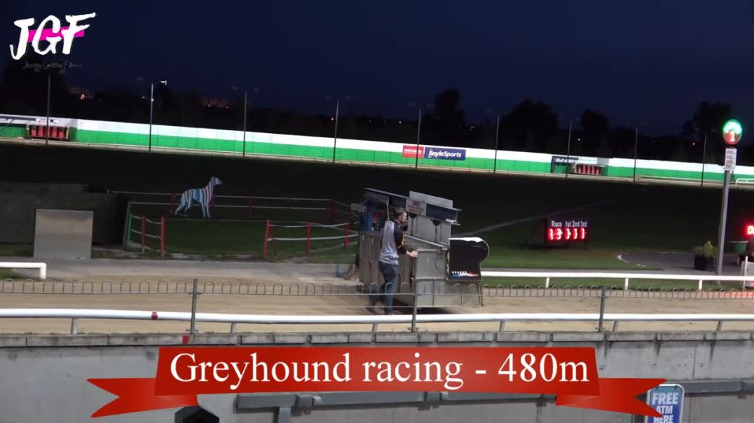 Racing with Grace: Elite Greyhound Athletes in a 480m Challenge !