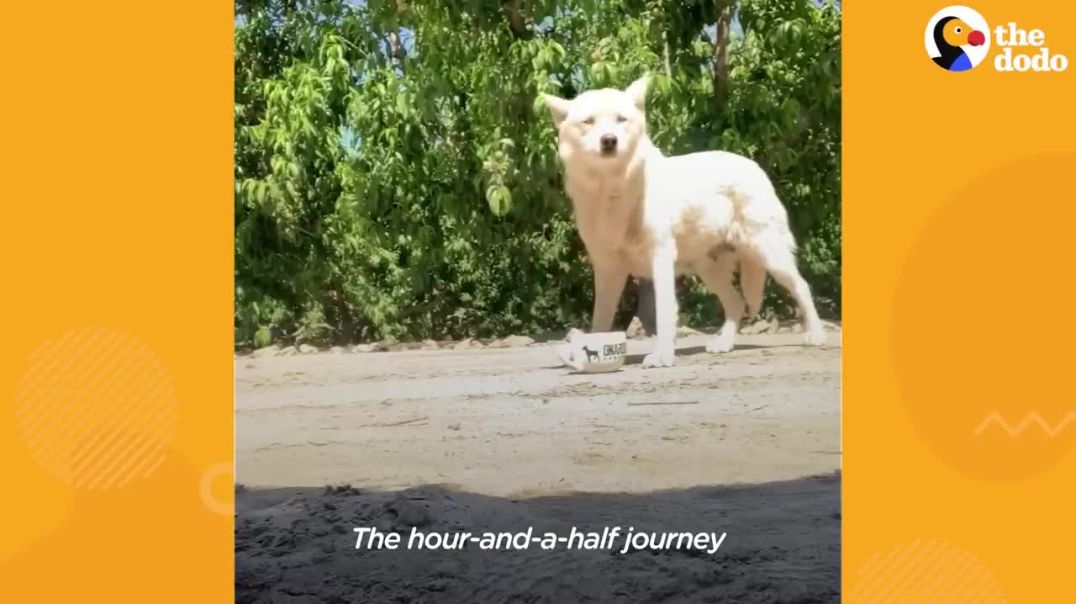 Remarkable Reunion: Husky's 733-Day Wait to Embrace Her Family !