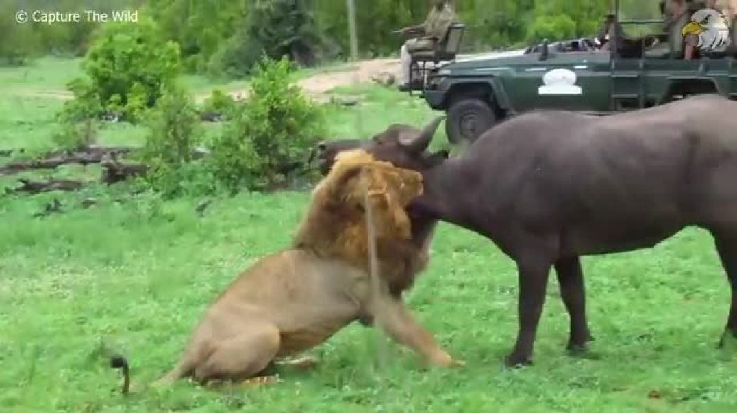 Lion's Fight for Survival: Battling Injuries After a Brutal Territory Clash !