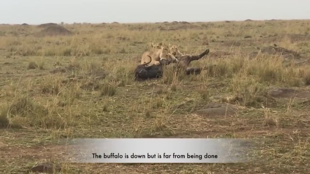 Unbelievable Feat: Buffalo Defies All Odds to Achieve the Impossible !