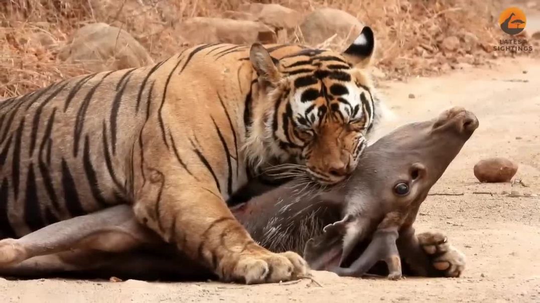 Tigress vs Huge Male: A Feisty Mealtime Showdown!