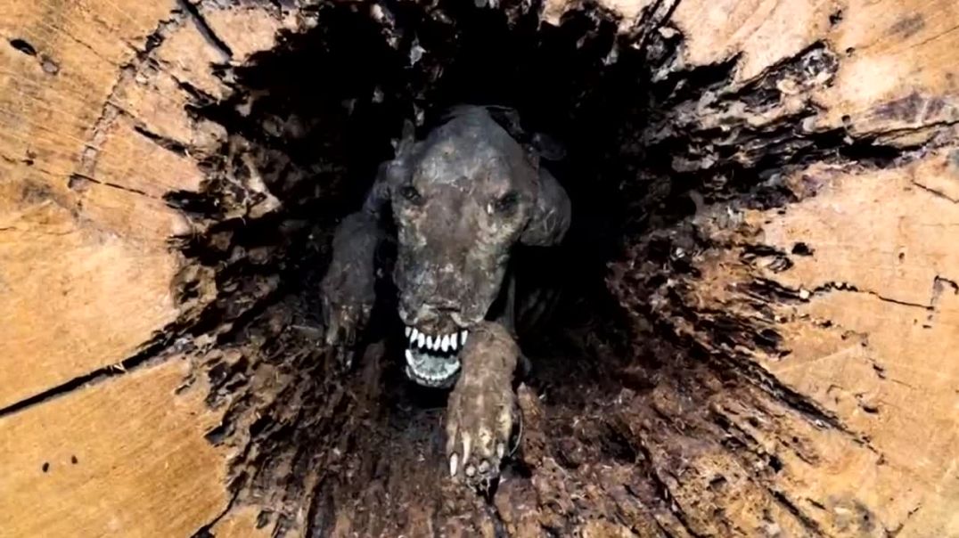 Unbelievable: Dog Found in Tree by Jungle Workers - A Touching and Astonishing Tale !