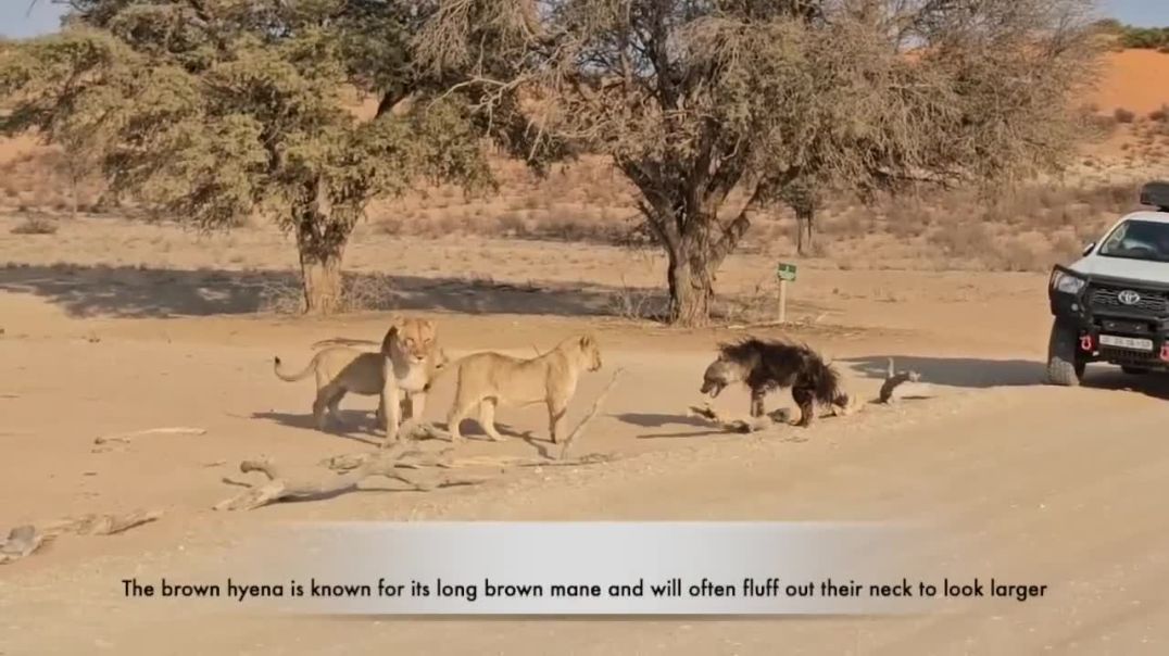 Lion Pride's Hilarious Encounter with a Unique Hyena !