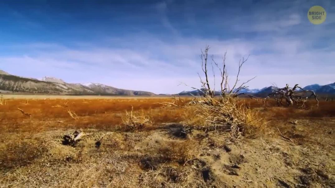 Beware of Teddy Bears in the Desert | Unusual Encounters Explained !