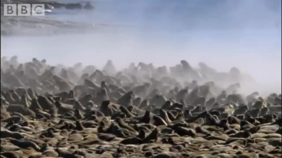 Polar Bear Confronts Walrus Colony - A Struggle for Survival in the Wild !